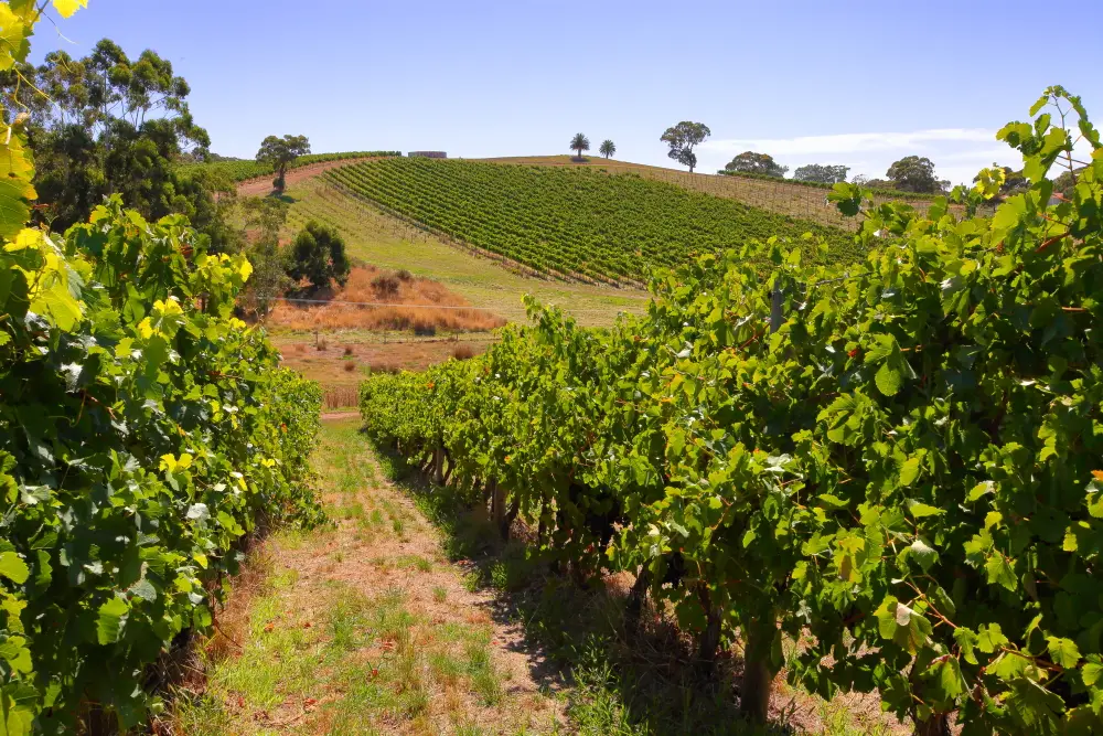 Arara Adelaide Hills Syrah 750ml - Image 4