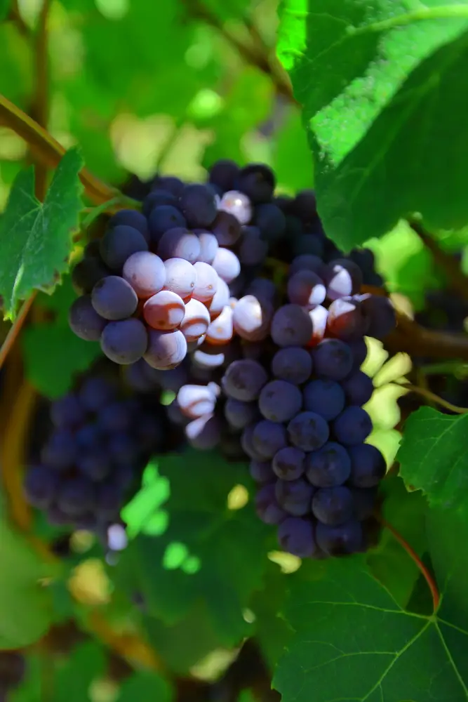 Arara Adelaide Hills Syrah 750ml - Image 3